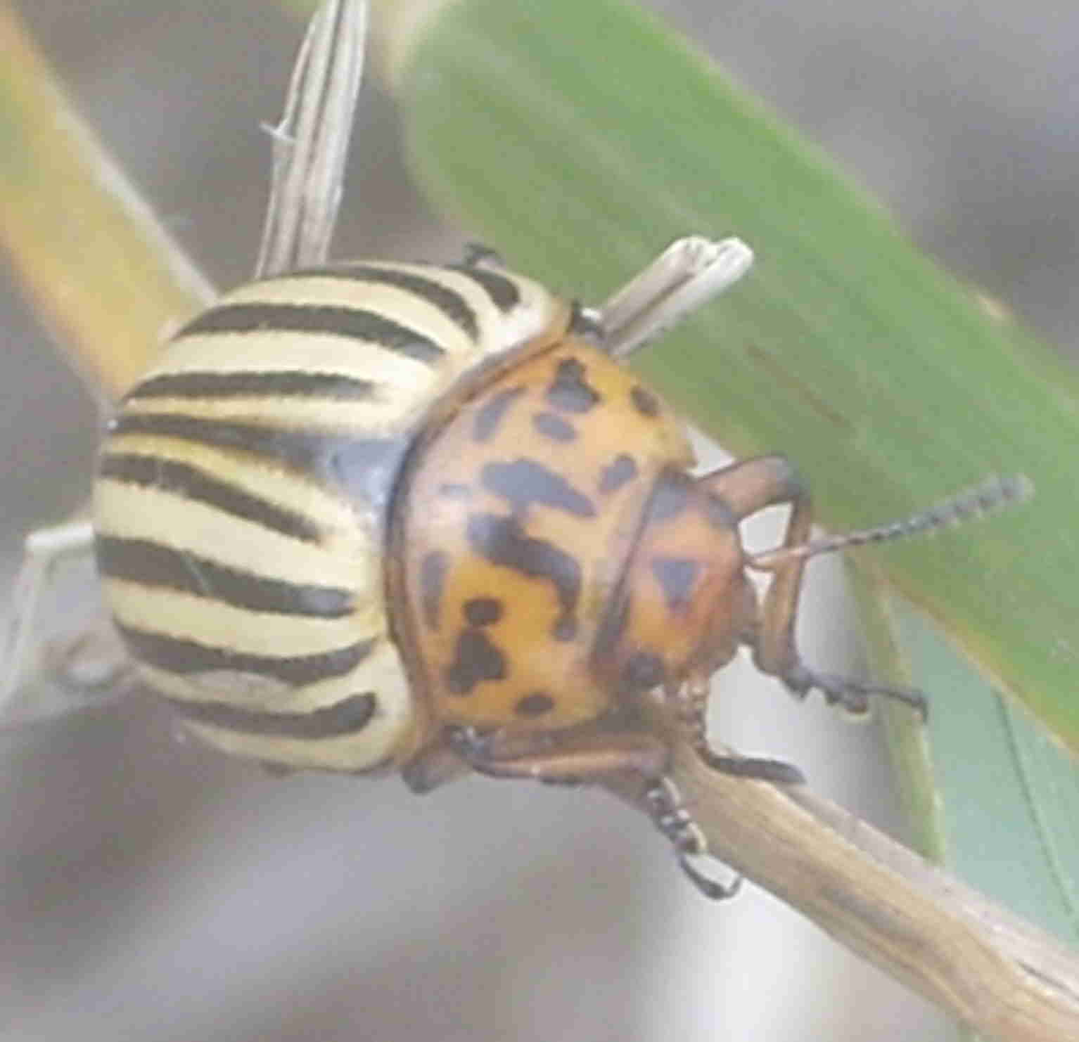 sulla spiaggia... - Leptinotarsa decemlineata